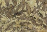 Fossil Fish (Gosiutichthys) Mortality Plate - Lake Gosiute #130062-1